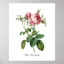 Rosa Rose botanisch Poster