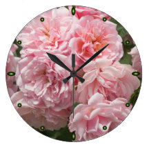 Rosa Rose "Felicia "