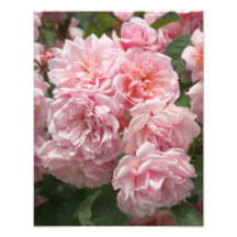 Rosa Rose "Felicia " Kunstfotos