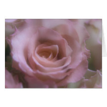 Rosa Rose - Gruß-Karte