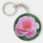 Rosa Rose in der vollen Blüte und in der Bedeutung Schlüsselband