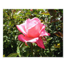 Rosa Rose Kunst Photo