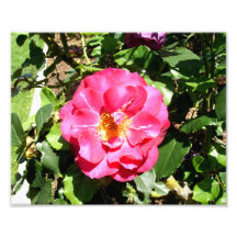 Rosa Rose Kunst Photo