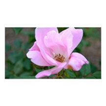 Rosa Rose Photo Druck