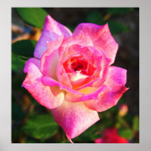 Rosa Rose Posterdrucke