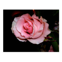 Rosa Rose Postkarten