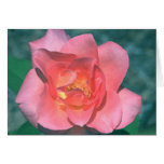 Rosa Rosen-Karte