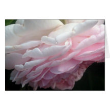 Rosa Rosen-Karte