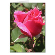 Rosa Rosen-Karte