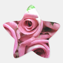 Rosa Rosen-Knospen Stern Aufkleber