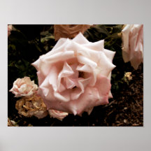 Rosa Rosen-Makro Poster