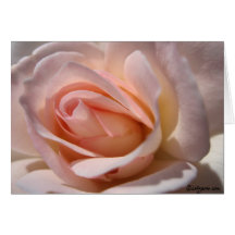 Rosa Rosen-Mitteilungskarten