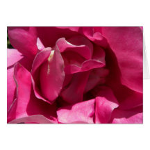 Rosa Rosen-nahe Karten