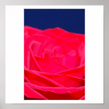 Rosa Rosen-Plakat