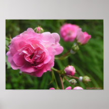 Rosa Rosen-Plakat