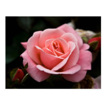 Rosa Rosen-Postkarte