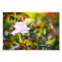 Rosa Rosen-Rot-Dorn Fotografie