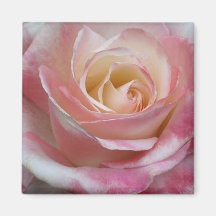 Rosa Schatz-Rose Magnete