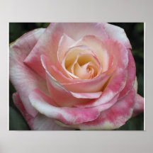 Rosa Schatz-Rose Plakatdrucke