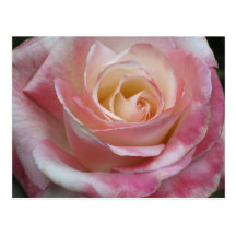 Rosa Schatz-Rose Postkarte