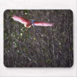 Rosa Spoonbill, landend Mousepad