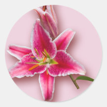 Rosa Stargazer-Lilie und Knospe Runder Aufkleber