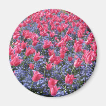 Rosa Tulpe-Blumen-Teppich-Magnet Magnets