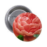 Rosa Tulpe "Eros", doppelte späte Blumen Anstecknadelbuttons
