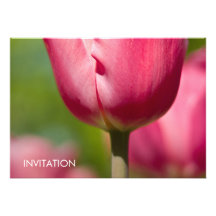 Rosa Tulpe-Makro DSC0852 Ankündigungen