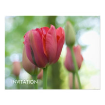 Rosa Tulpe-Nahaufnahme DSC0866 Personalisierte Ankündigungskarte