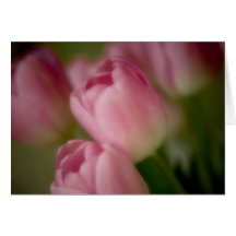 Rosa Tulpen - Gruß-Karte