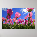 Rosa Tulpen Plakatdrucke