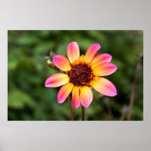 Rosa u. gelbe Dahlie Plakat