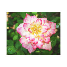 Rosa und gelbe Rose Galerie Faltleinwand