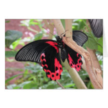 Rosa und schwarzer Schmetterling auf Niederlassung Karte