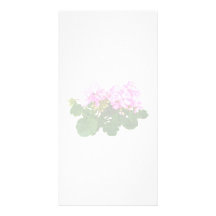 Rosa-und weißegestreifte Pelargonien Individuelle Photo Karten