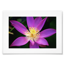 Rosa Wasser Lilly Fotografie
