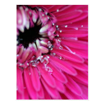 Rosa WasserGerbera Postkarten