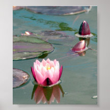 Rosa Wasserlilienplakat