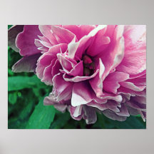 Rosa Wildblume-Plakat