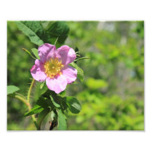 Rosa wilde Rose Fotografien