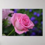 rosaRose Posters