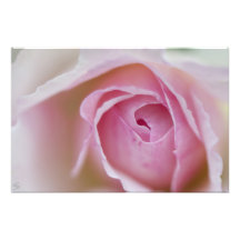 Rose Fotografischer Druck
