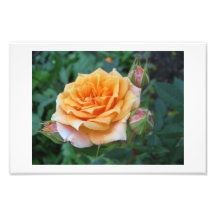 Rose Kunst Fotos