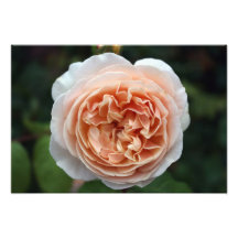 Rose Foto Drucke