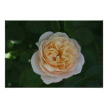 Rose Fotodruck