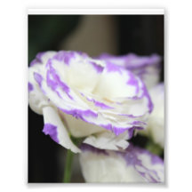 Rose Fotodrucke