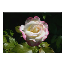 Rose Foto Drucke