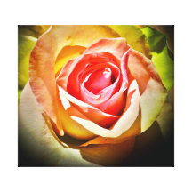 Rose - Für Dich Gespannte Galerie Drucke