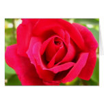 Rose Grußkarten